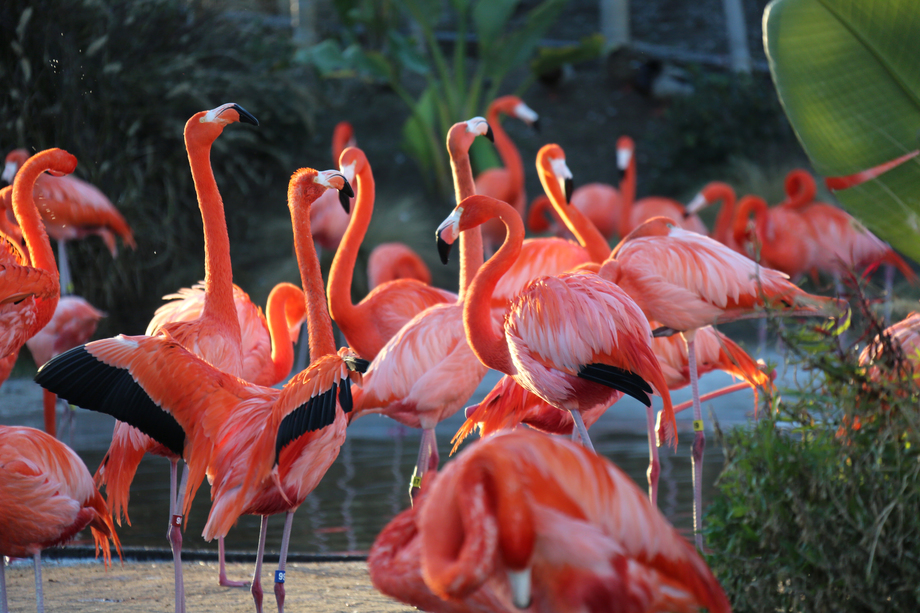 胡烈鸟图片 胡烈鸟图片