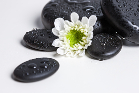 鹅卵石与菊花照片