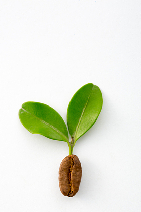 咖啡豆发芽