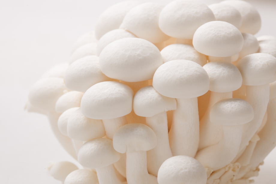 蘑菇图片 蘑菇图片