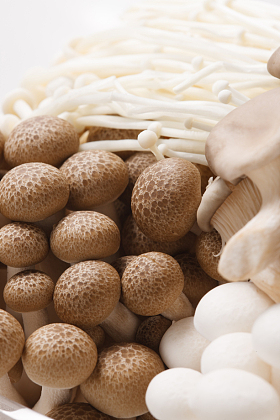 蘑菇照片