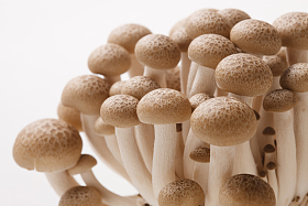蘑菇