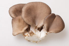 蘑菇照片