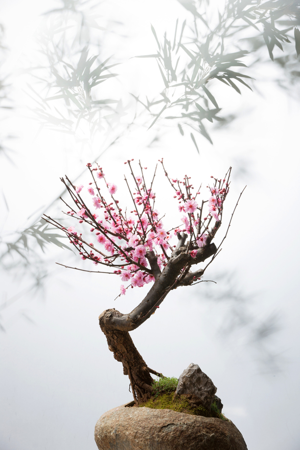 梅花图片 梅花图片