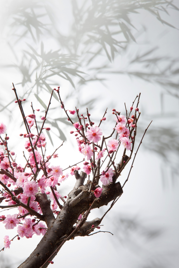 梅花照片