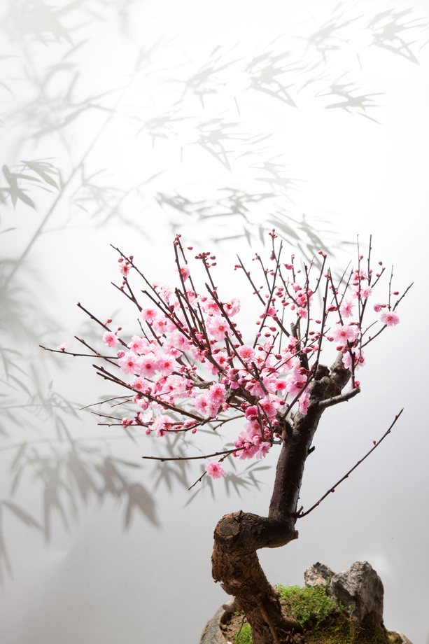梅花 梅花