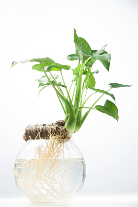 滴水观音绿植鱼缸照片