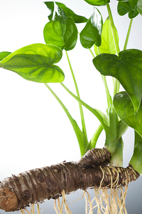 滴水观音绿植图片