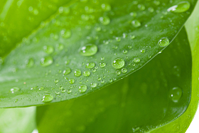 绿叶水滴图片