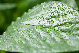 绿叶水滴图片