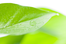 绿叶水滴