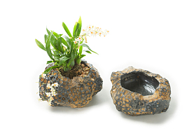 盆栽植物照片