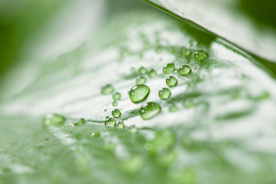 绿叶水滴图片 绿叶水滴图片