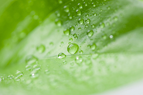 绿叶水滴图片