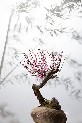 梅花