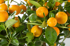 桔子图片