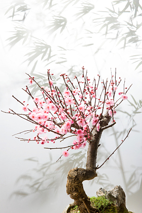 梅花图片