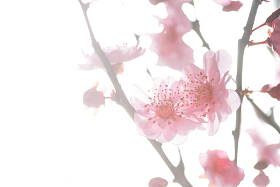 梅花