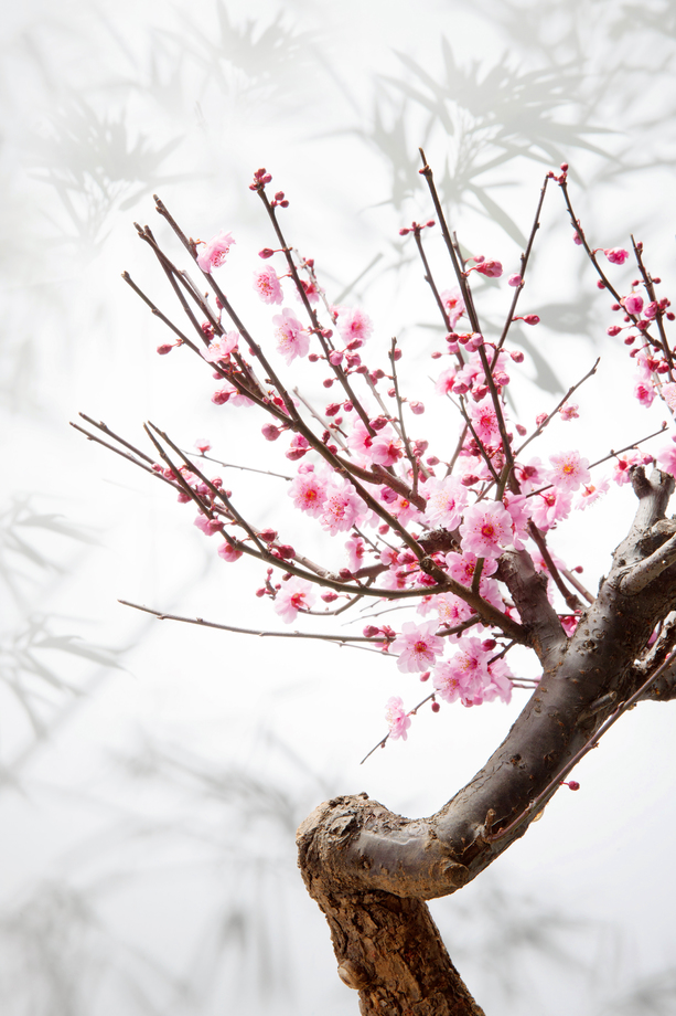 梅花 梅花