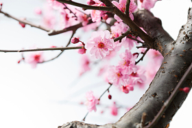梅花图片