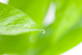 绿叶水滴