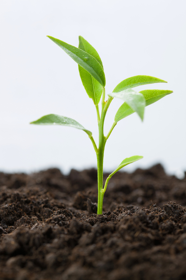 幼苗照片 幼苗照片