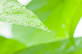 绿叶水滴