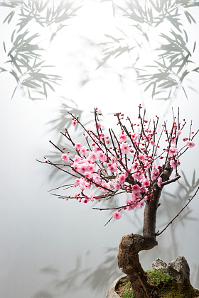 梅花图片