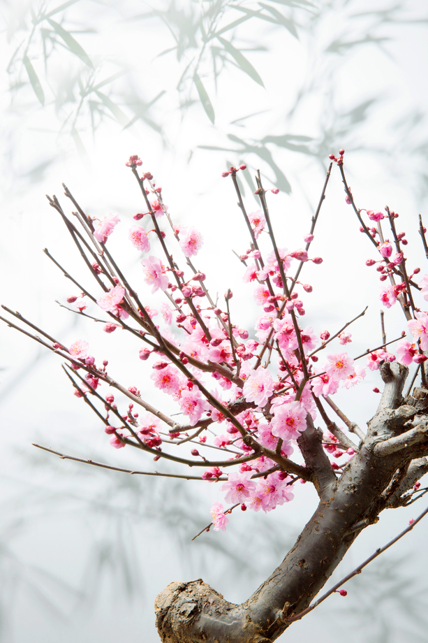 梅花照片