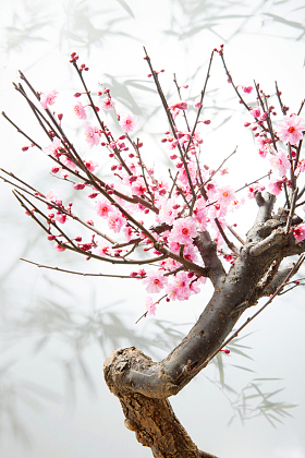 梅花图片