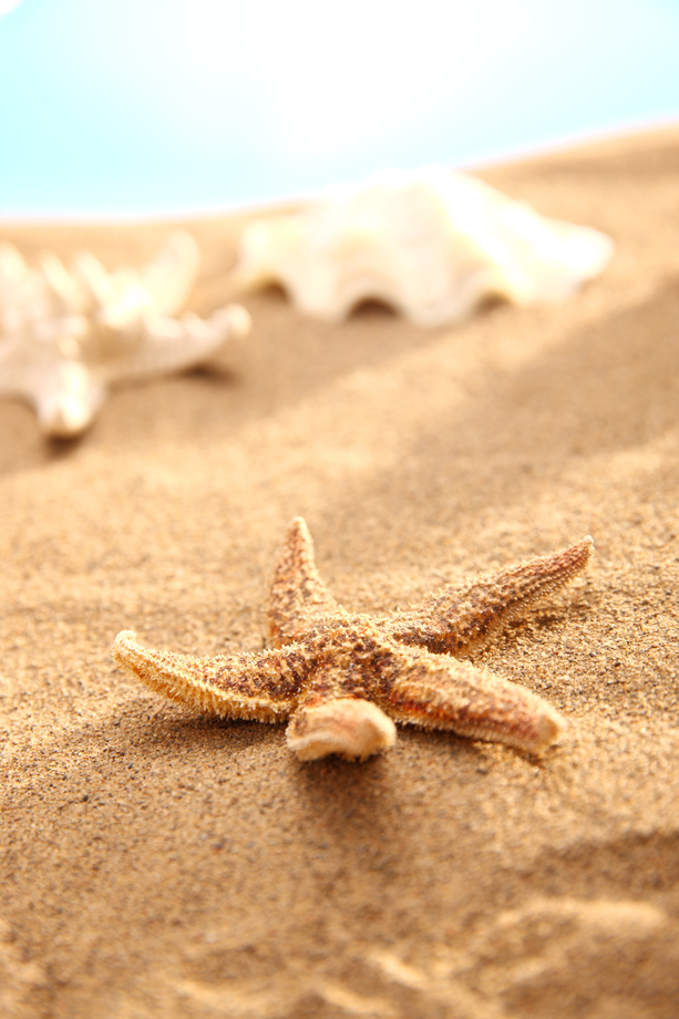 沙滩海星