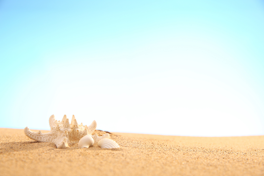 沙滩贝壳图片 沙滩贝壳图片