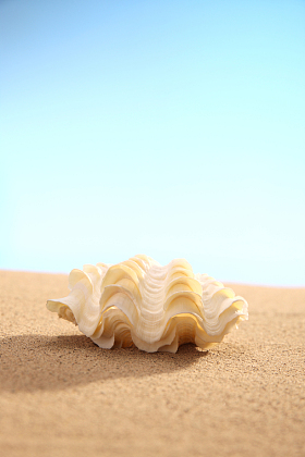 沙滩贝壳