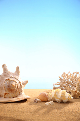沙滩贝壳