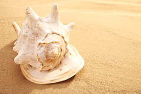 沙滩贝壳