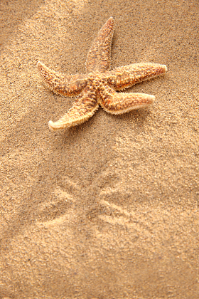 沙滩海星图片