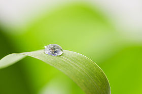 绿叶水珠