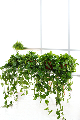 办公室里的盆栽植物照片