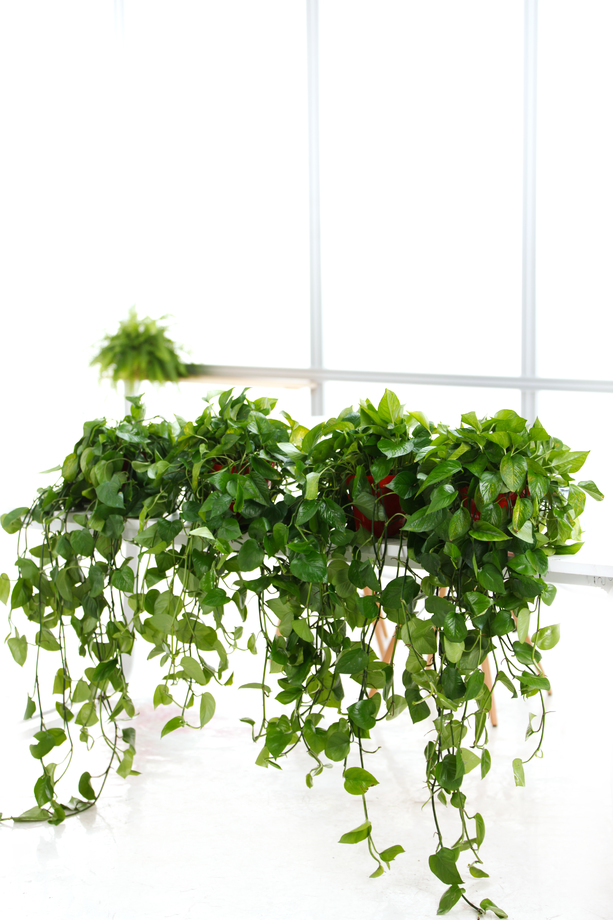 办公室里的盆栽植物照片
