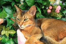 猫