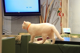 猫图片