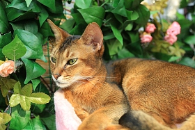 猫图片