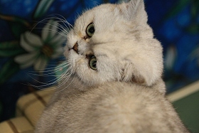 猫图片