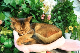猫图片