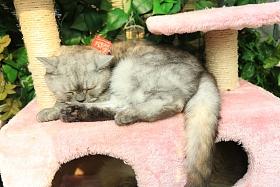 猫图片