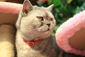 猫图片