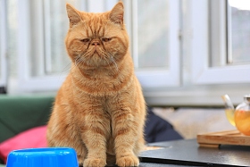 猫照片