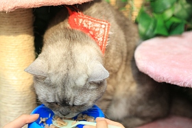 猫