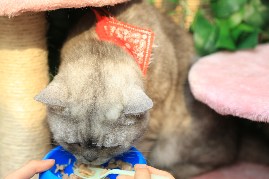 猫