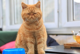 猫图片